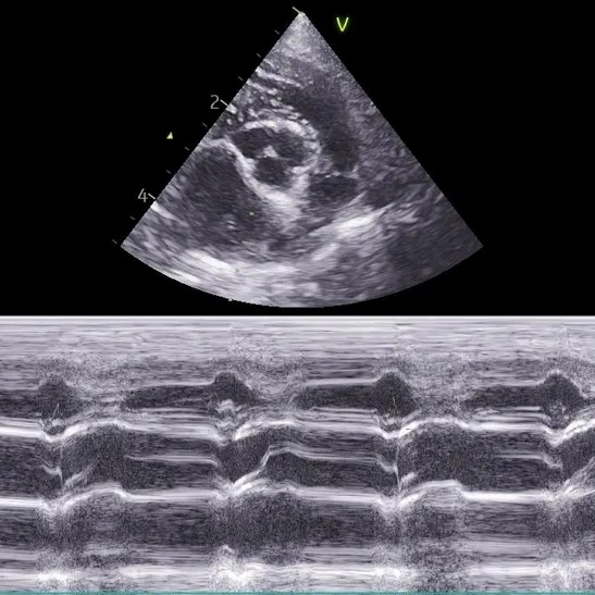 PAWSitive Contrast Radiology